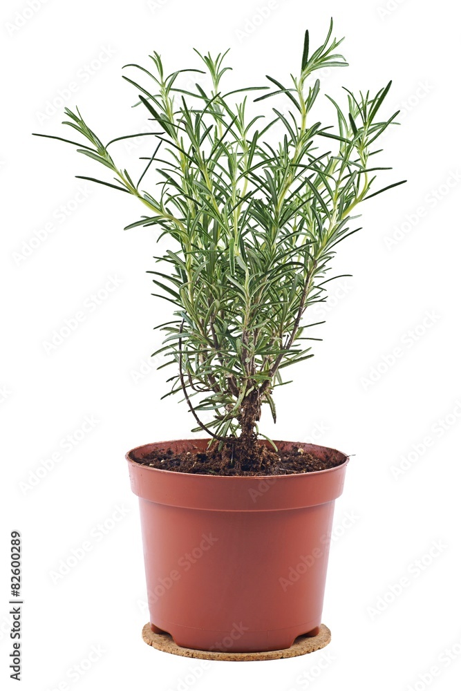 Rosemary in flowerpot on a white background Rosemary in flowerpot on a white background
