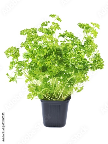 Parsley in flowerpot on a white background