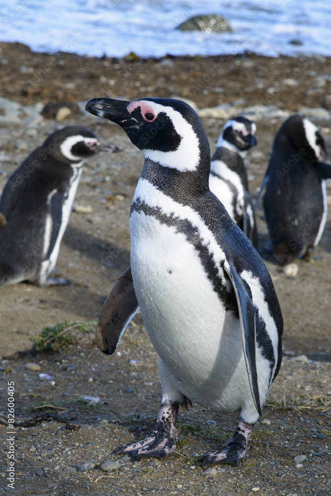 Obraz premium Manchot de Magellan