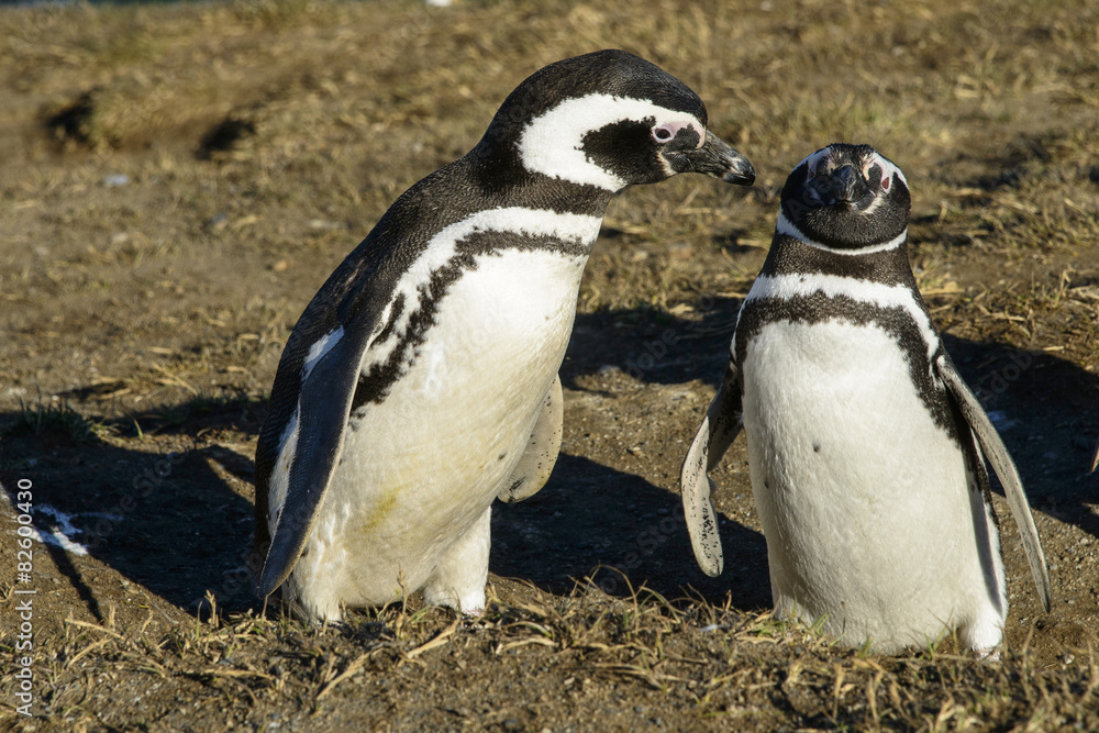 Obraz premium Manchot de Magellan