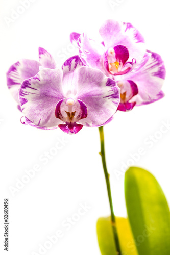 Fototapeta Naklejka Na Ścianę i Meble -  Purple Phalaenopsis Orchid