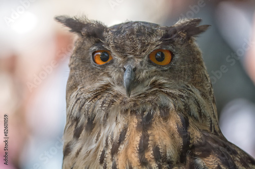 Portrait owl