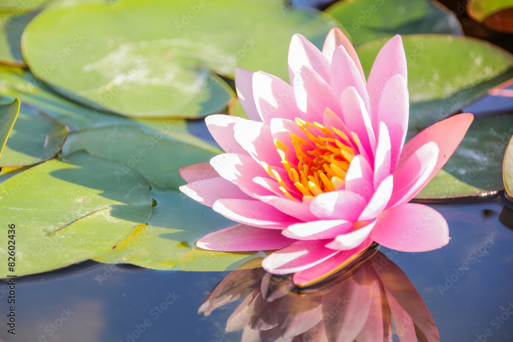 Pink Lotus Pink Lotus