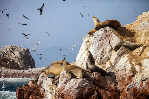 Patagonian Sea lion, rocks in the Pacific, Peru