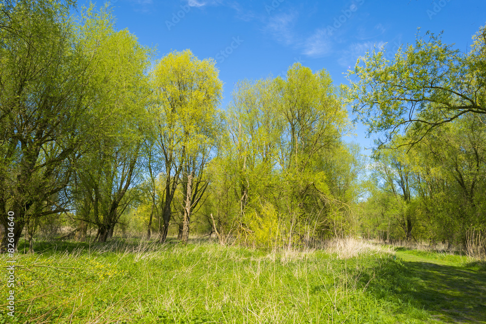 Green foliage of sunny trees in spring