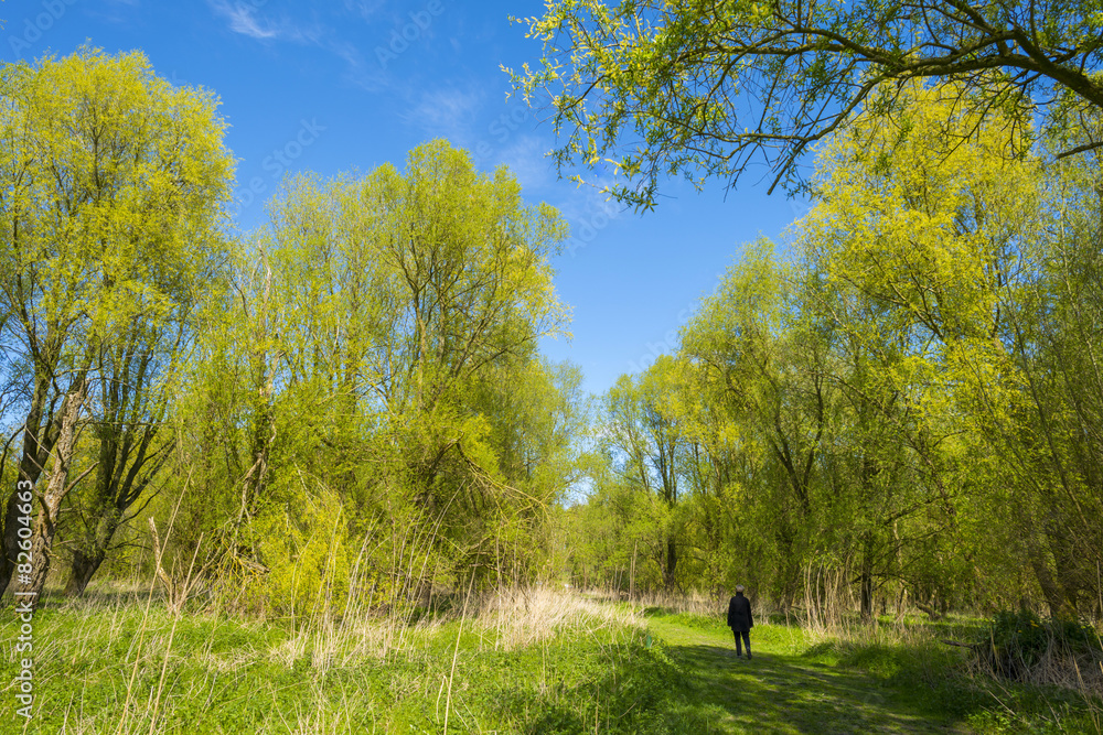 Green foliage of sunny trees in spring