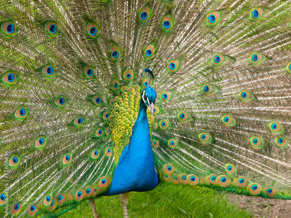 Obraz premium Peacock with spread feathers