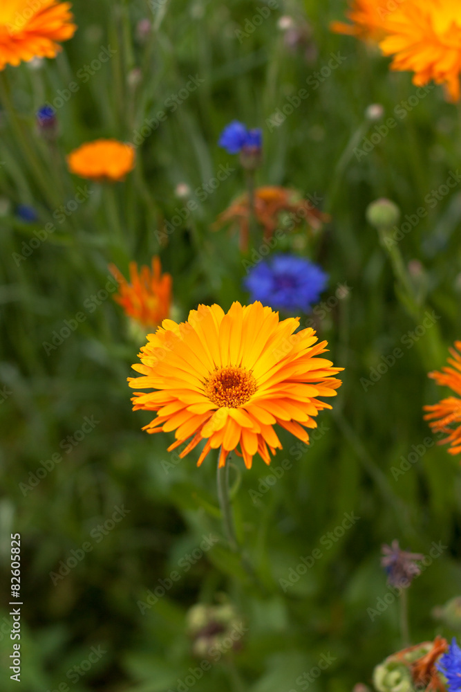 Blüte im Grünen Blüte im Grünen