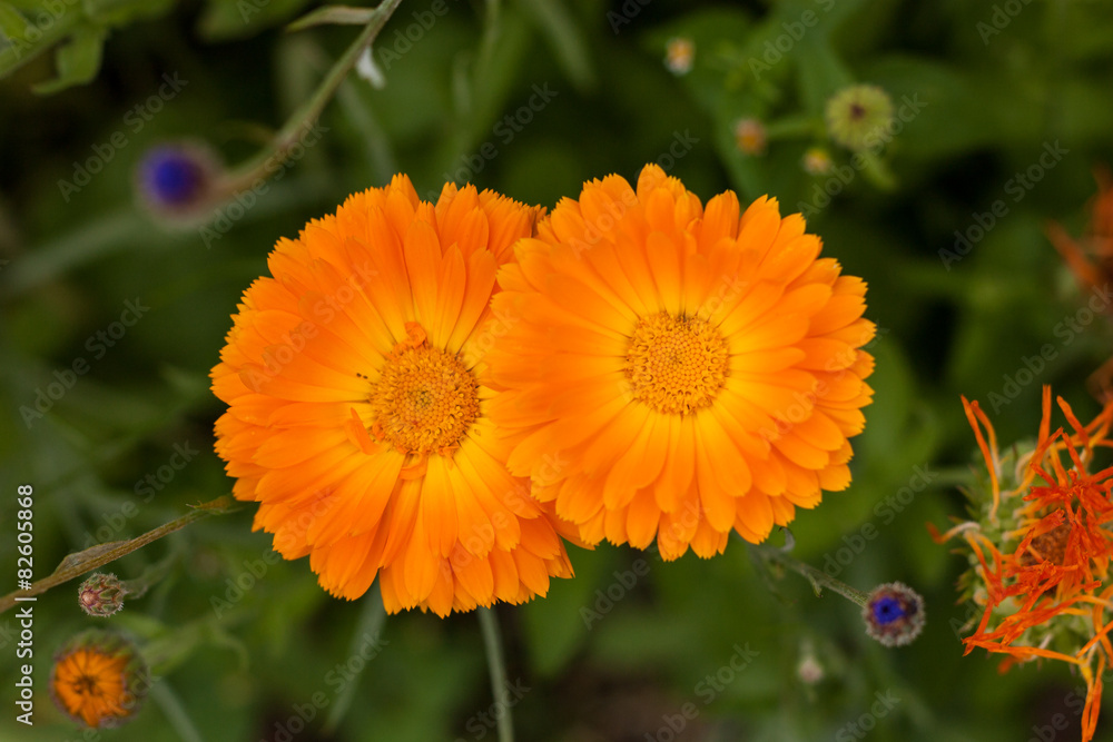 Blüte im Grünen Blüte im Grünen