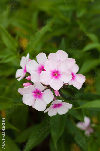 Blume im Grünen