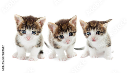 set of kittens