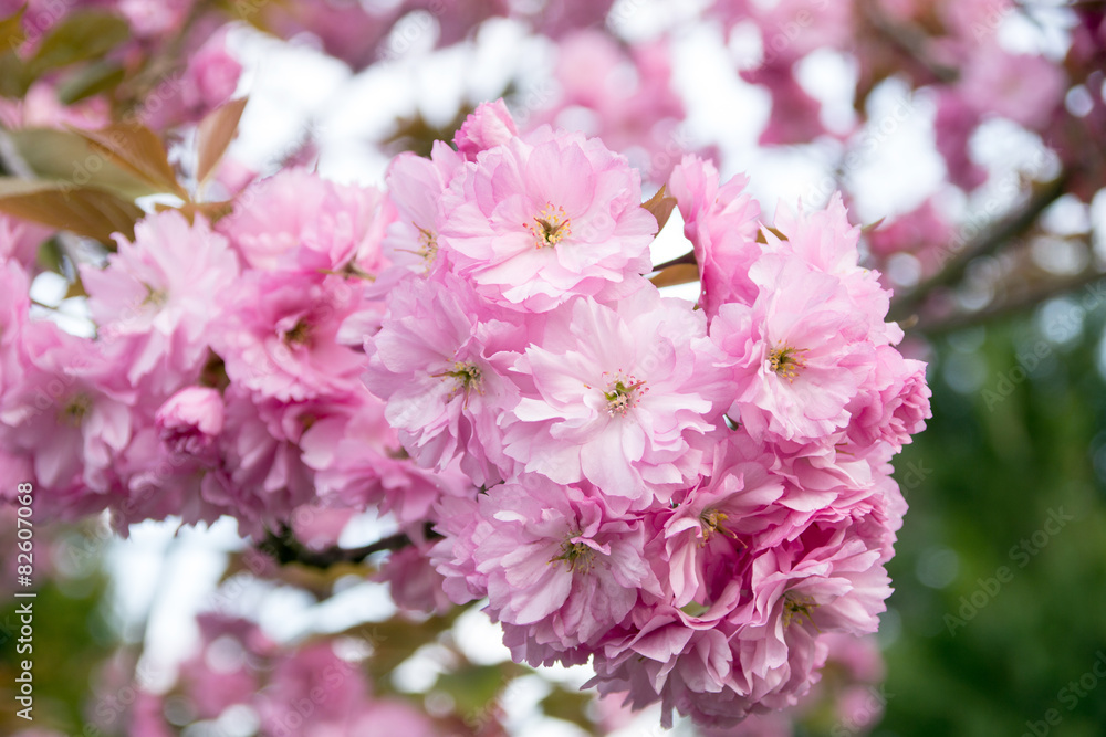 Obraz premium Almond tree