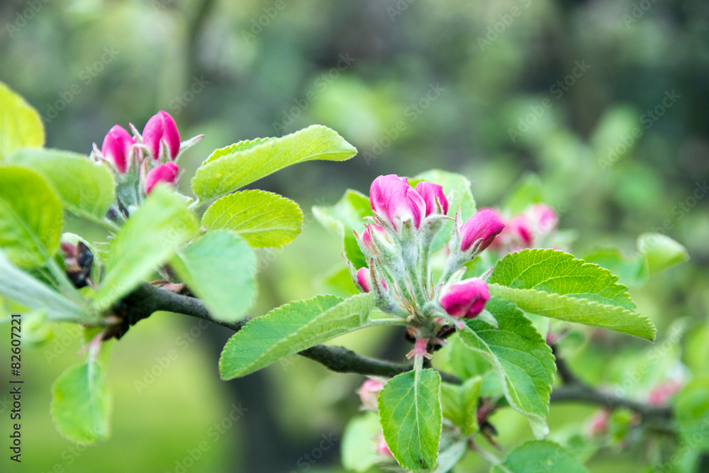 Apple Tree Apple Tree