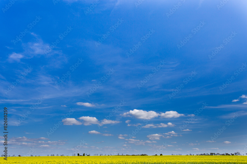 Obraz premium Błękitne niebo nad rozległym polem rzepaku