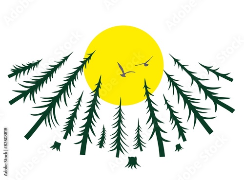 Coniferous forest in the long term with a sunset.