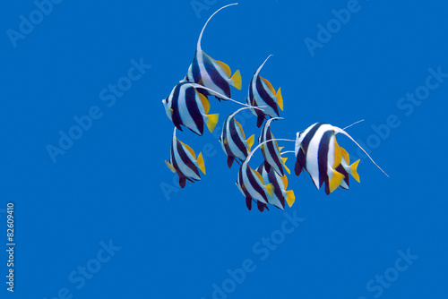 Canvas Print shoal of bannerfishes in tropical sea, underwater