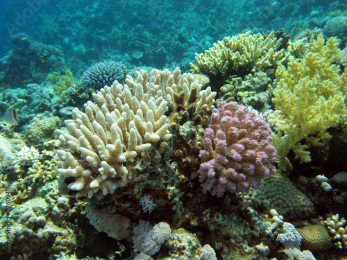 colorful coral reef in  tropical sea, underwater © mychadre77