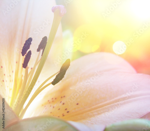 Fototapeta Naklejka Na Ścianę i Meble -  Lily with vintage effect