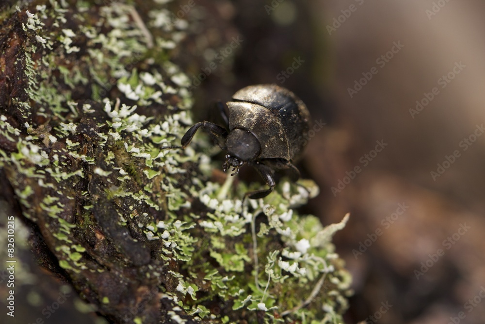 Käfer Käfer