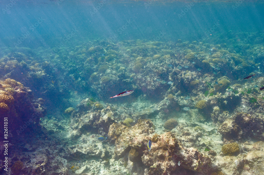 Coral reef and fish Coral reef and fish