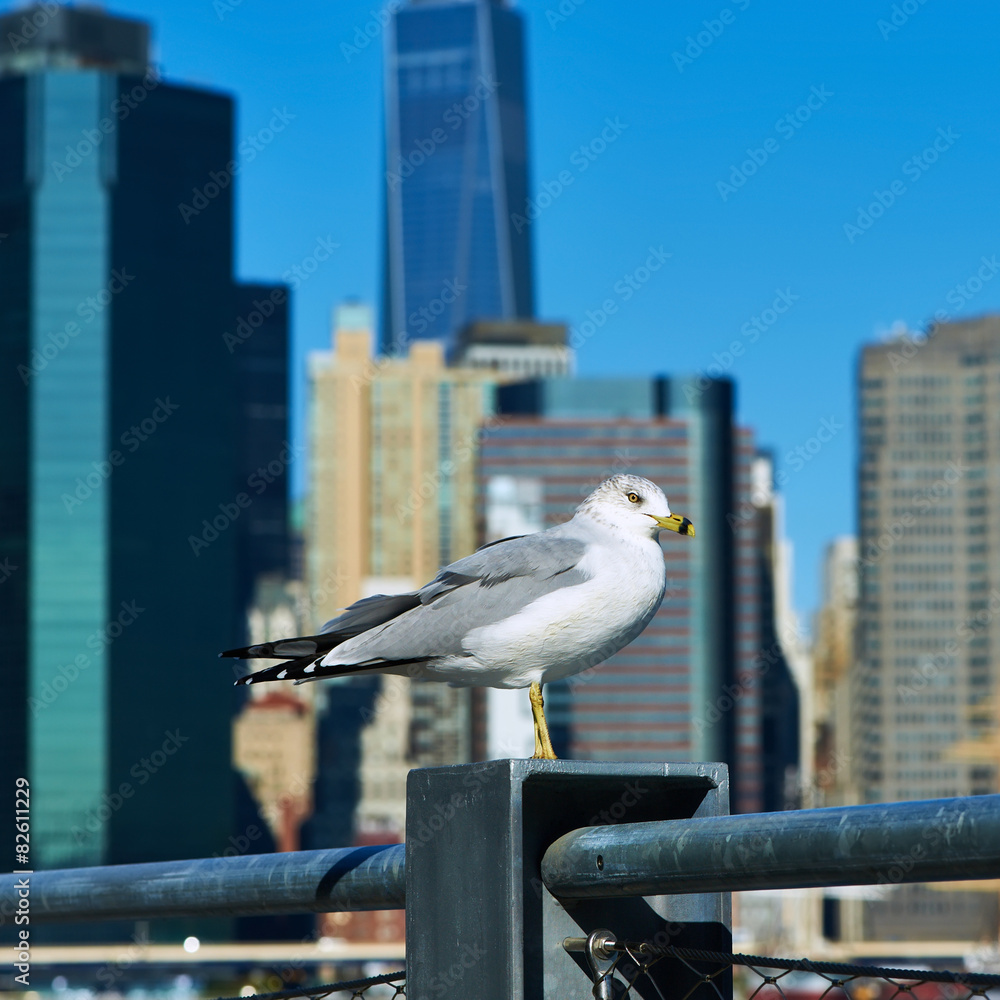 Obraz premium Seagull with Manhattan in background.