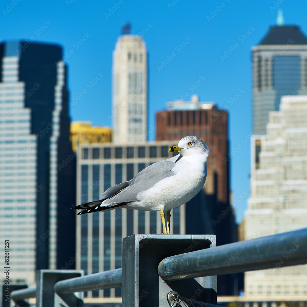 Obraz premium Seagull with Manhattan in background.