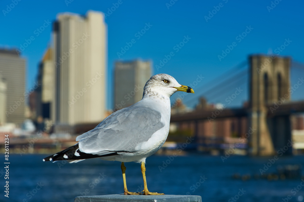 Obraz premium Seagull with Manhattan in background.