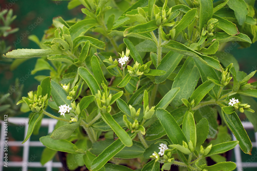 stevia plant in bloom stevia plant in bloom