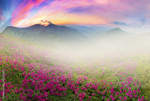 Flowering mountains of Ukraine
