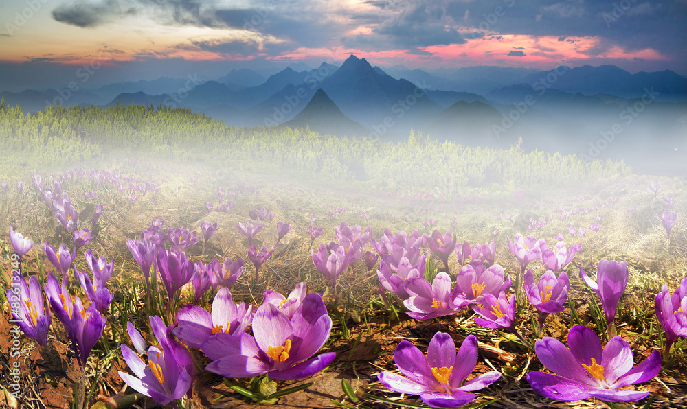 Obraz premium Solar flower- crocuses