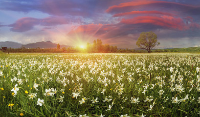Narcissus Valley