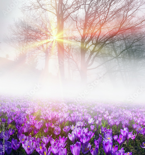 Crocuses in the fog