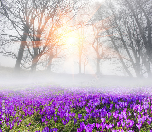 Saffron in the fog