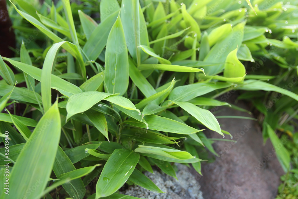 Fototapeta premium クマザサ