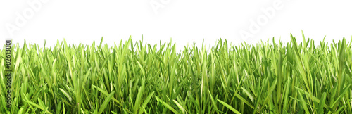 Isolated green grass. High resolution