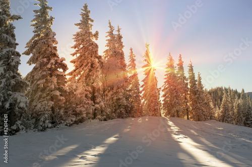 Ukrainian Carpathians snowy forest