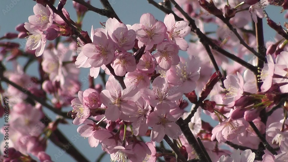 Beautiful Spring Cherry Blossom Flowers Blooming Beautiful Spring Cherry Blossom Flowers Blooming