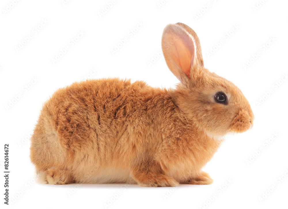 Little rabbit isolated on white Little rabbit isolated on white