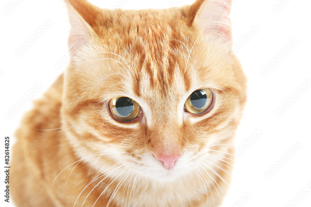 Portrait of red cat isolated on white Portrait of red cat isolated on white