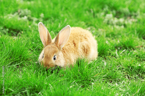 Little rabbit in grass close-up © Africa Studio