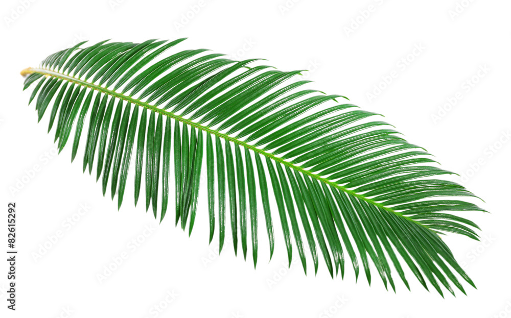 Green leaf of sago palm tree isolated on white Green leaf of sago palm tree isolated on white
