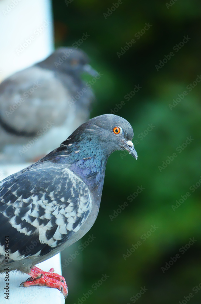 Fototapeta premium Cute vector pigeon