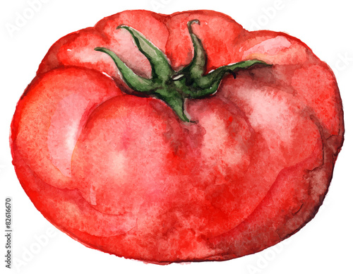 Watercolor vector red tomato isolated