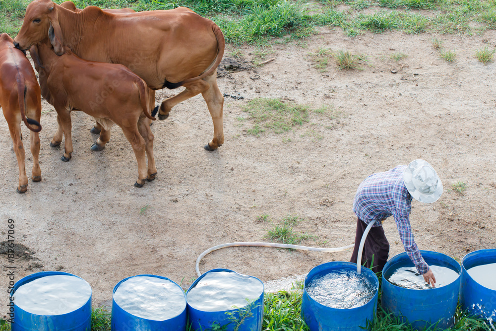 Fototapeta premium Farmer and cow