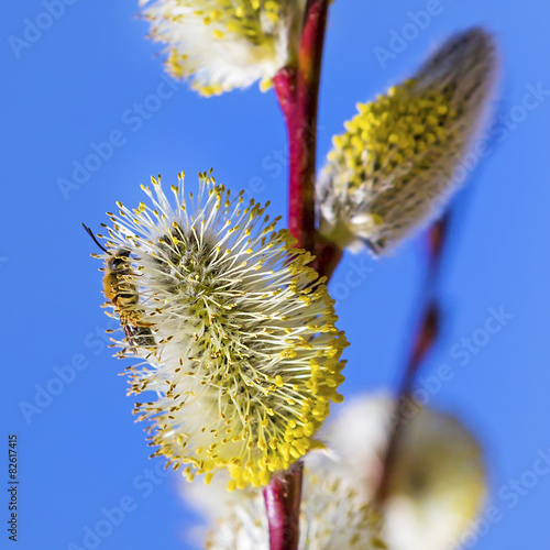 Дикая пчела собирает нектар с цветка вербы photo