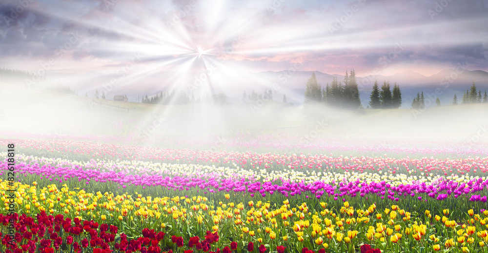 Obraz Field of tulips in the fog