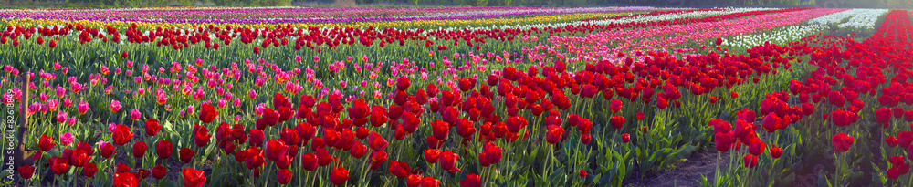 Tulips - spring flowers Tulips - spring flowers