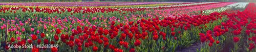 Tulips - spring flowers © panaramka