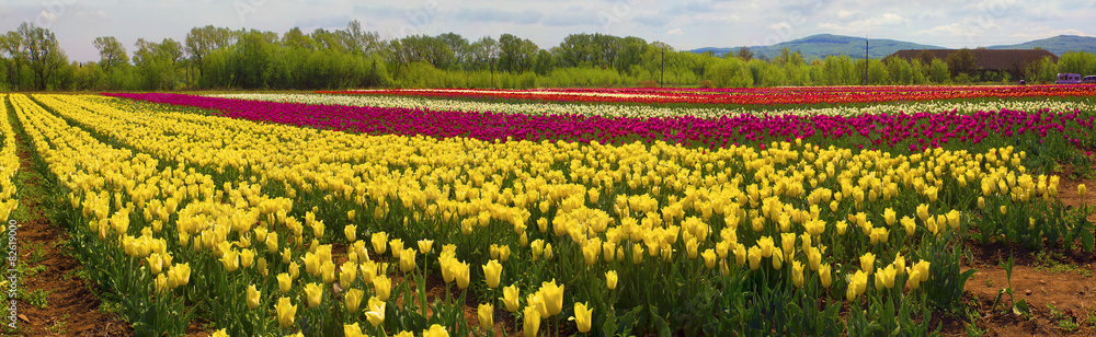 Fototapeta premium flowering time beautiful garden flowers tulips