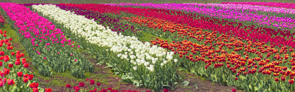 Tulips - spring flowers